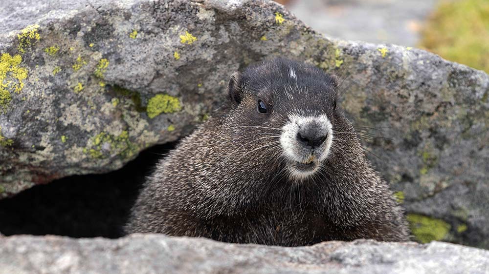Schöne Grüße vom Murmeltier!